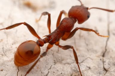 Aphaenogaster tennesseensis photo 61