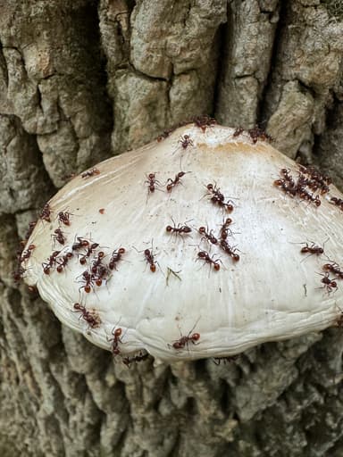 Aphaenogaster tennesseensis photo 67