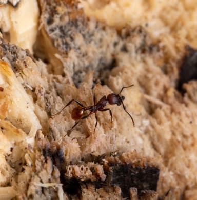 Aphaenogaster tennesseensis photo 71