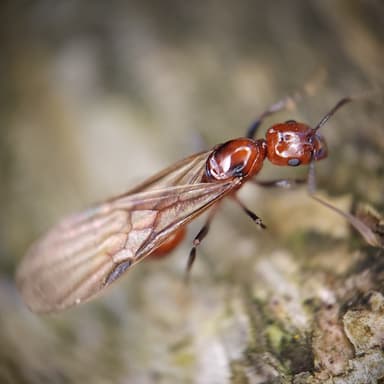 Aphaenogaster tennesseensis photo 72