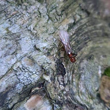 Aphaenogaster tennesseensis photo 73