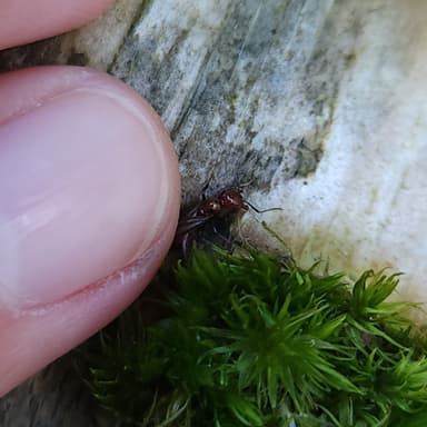 Aphaenogaster tennesseensis photo 75