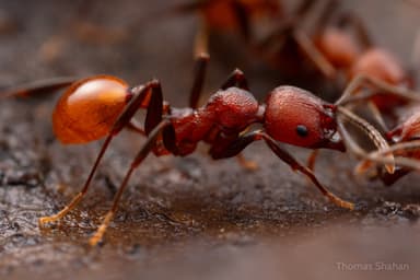 Aphaenogaster tennesseensis photo 76