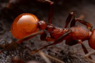 Aphaenogaster tennesseensis photo 77