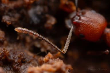 Aphaenogaster tennesseensis photo 79
