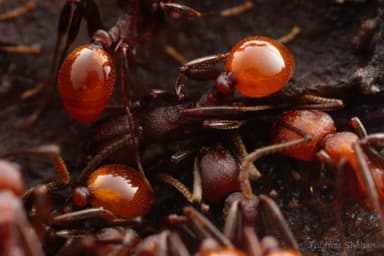 Aphaenogaster tennesseensis photo 80