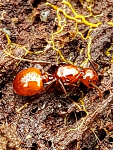 Aphaenogaster tennesseensis photo 83