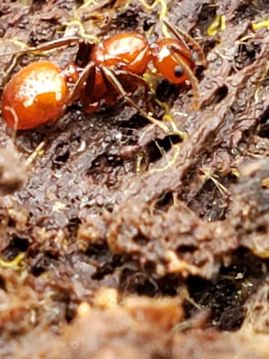 Aphaenogaster tennesseensis photo 84
