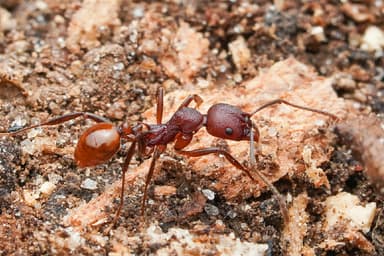 Aphaenogaster tennesseensis photo 85