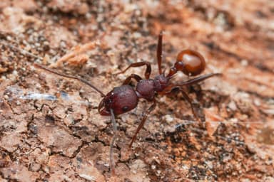 Aphaenogaster tennesseensis photo 86