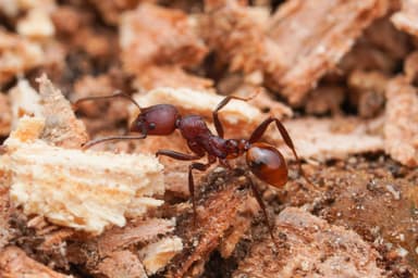Aphaenogaster tennesseensis photo 87