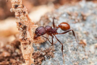Aphaenogaster tennesseensis photo 88