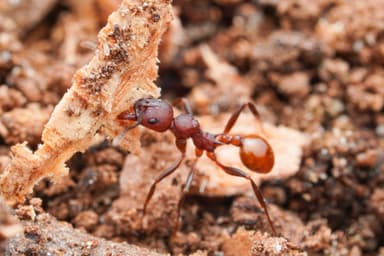Aphaenogaster tennesseensis photo 89