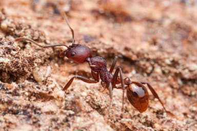 Aphaenogaster tennesseensis photo 91