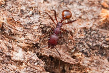Aphaenogaster tennesseensis photo 92
