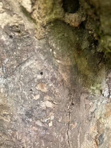 Aphaenogaster tennesseensis photo 94
