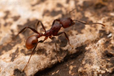 Aphaenogaster tennesseensis photo 95