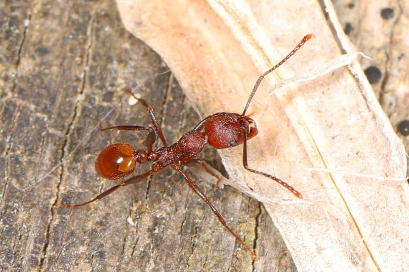 Aphaenogaster tennesseensis photo 1