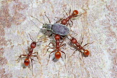 Aphaenogaster tennesseensis photo 2