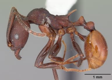 Aphaenogaster tennesseensis — queen photo 6