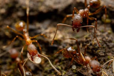 Aphaenogaster texana photo 42
