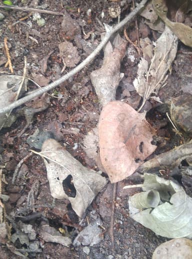 Aphaenogaster texana photo 96