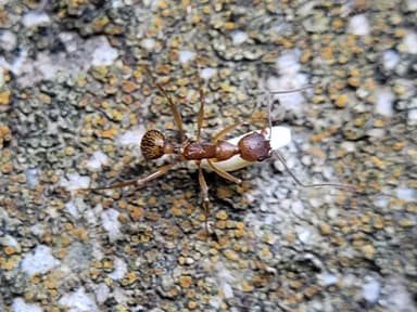 Aphaenogaster texana photo 106