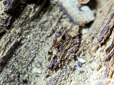 Aphaenogaster texana photo 145