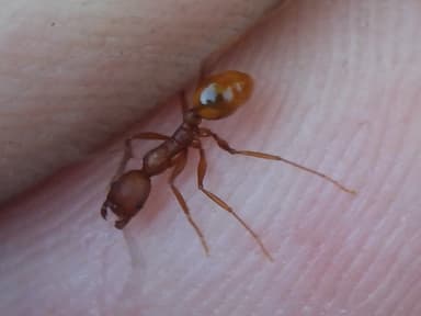 Aphaenogaster texana photo 150