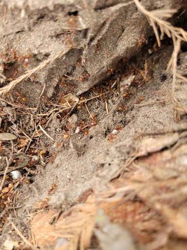Aphaenogaster texana photo 177