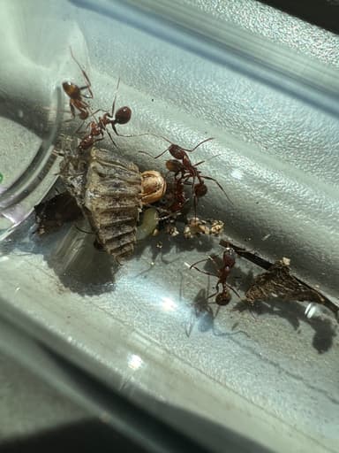Aphaenogaster texana photo 180