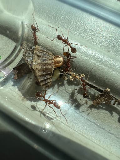 Aphaenogaster texana photo 181