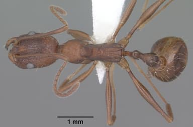 Aphaenogaster texana — queen photo 2