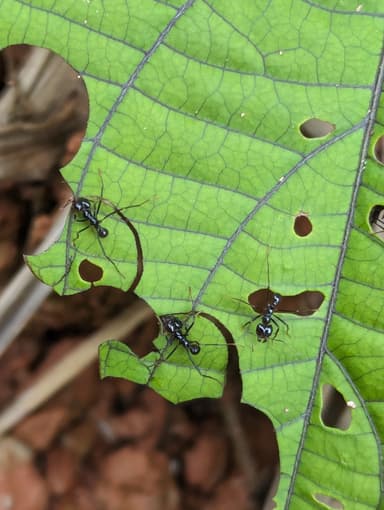 Atta cephalotes photo 19