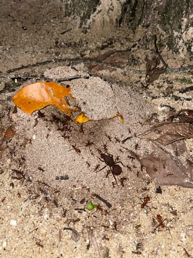 Atta cephalotes photo 20