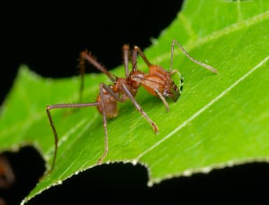 Atta cephalotes photo 21