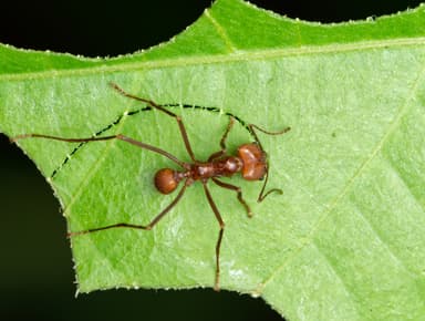 Atta cephalotes photo 22