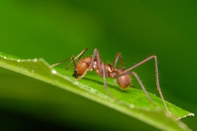 Atta cephalotes photo 23