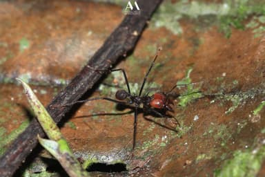 Atta cephalotes photo 24