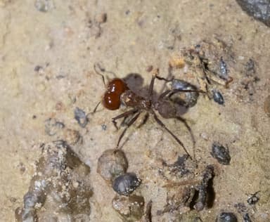 Atta cephalotes photo 25