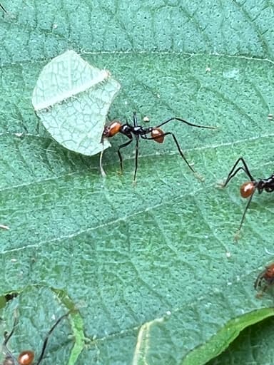 Atta cephalotes photo 26