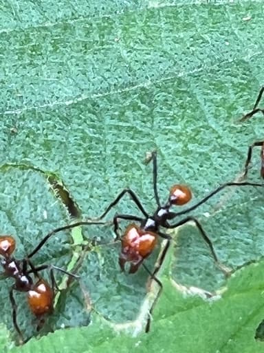 Atta cephalotes photo 27
