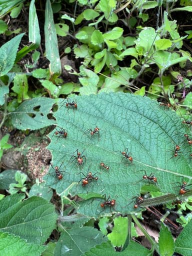 Atta cephalotes photo 28