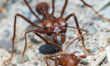 Atta cephalotes photo 29