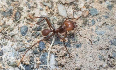 Atta cephalotes photo 30