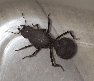 Atta cephalotes — queen photo 32