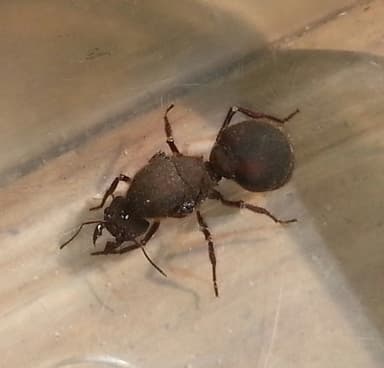 Atta cephalotes — queen photo 33