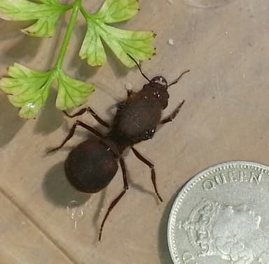 Atta cephalotes — queen photo 34