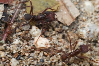 Atta cephalotes photo 35