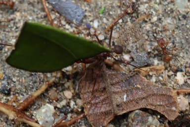 Atta cephalotes photo 36